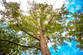 Best Commercial Tree Services  in Mableton, GA