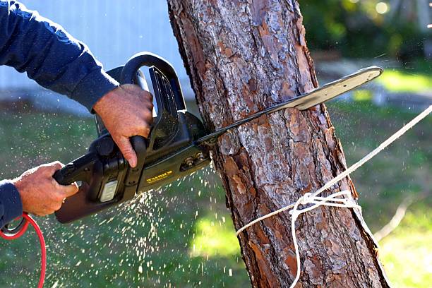 Best Tree Maintenance Programs  in Mableton, GA