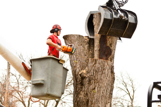  Mableton, GA Tree Care Pros